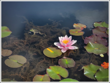 Waterlily and Frog